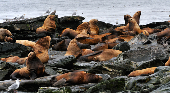 Sea Lions Afognak Island Alaska