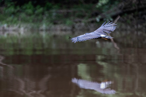 Hawk Flying in Amazon Rainforest