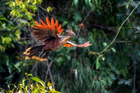 Birds of the Peruvian Rainforest