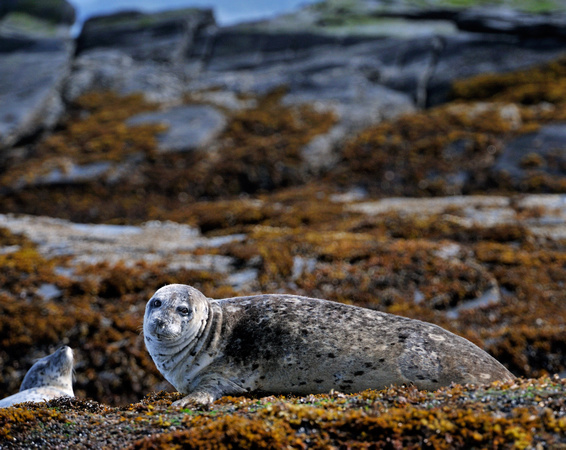 Harbor Seal Basking