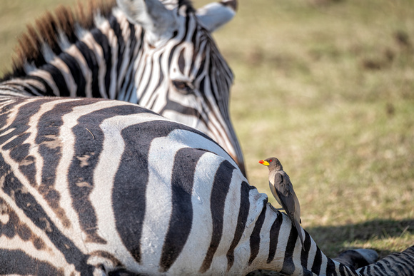 Zebra and bird Kenya Ambroseli