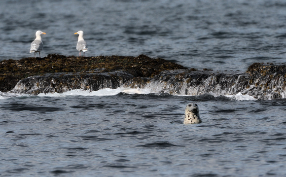 Harbor Seal and Gulls at Afognak Island Alaska