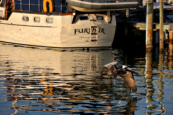 Sailboat at Marina with pelican