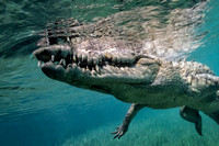 American saltwater crocodile in Cuba