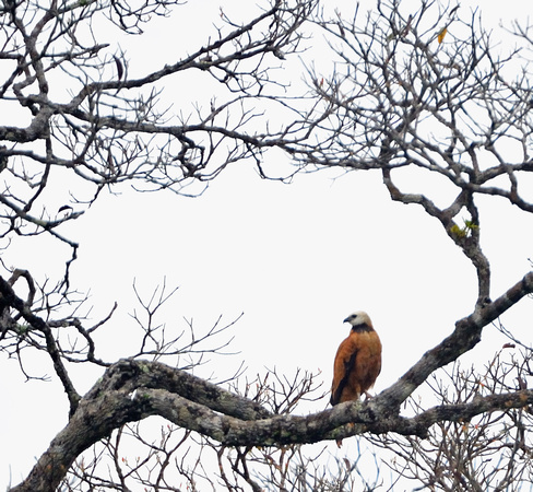 Hawk Peruvian Amazon