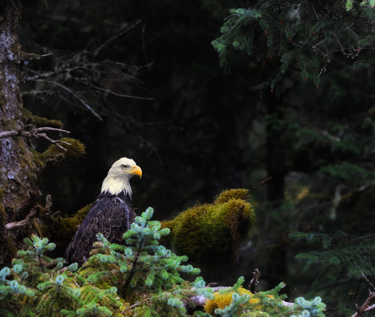 American Bald Eagle Afognak Island Alaska