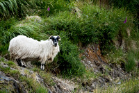 sheep of Ireland Ring of Kerry