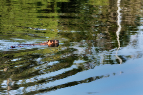 Beaver at Katmai