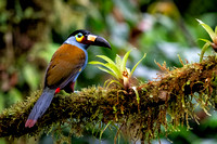 Plate-billed mountain toucan Ecuador