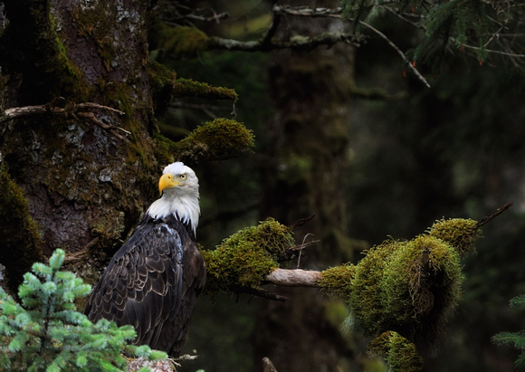American Bald Eagle In Afoganak Island Forest