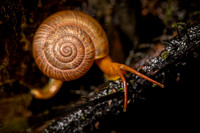 snail amazon rainforest