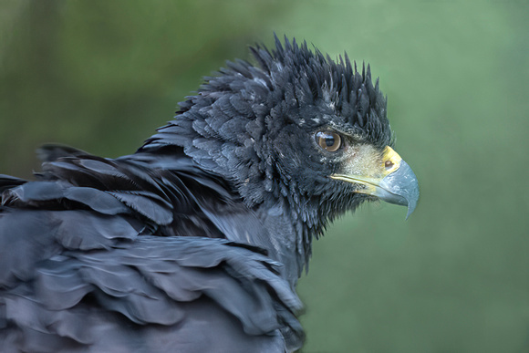 Great Black Hawk (Buteogallus urubitinga) in the Peruvian Amazon
