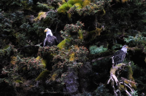 American Eagles Afognak Island Alaska