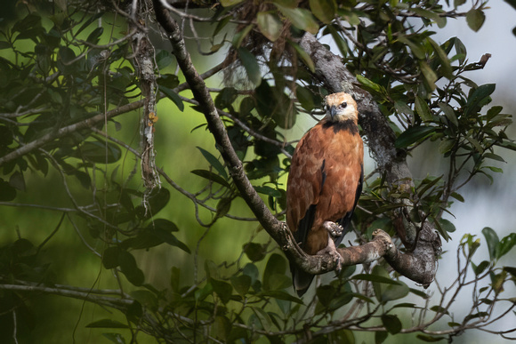 black-collared hawk (Busarellus nigricollis) Peruvian Amazon Rai