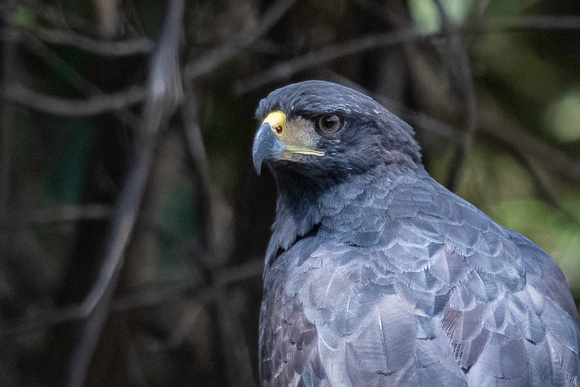 Great Black Hawk (Buteogallus urubitinga) in the Peruvian Amazon