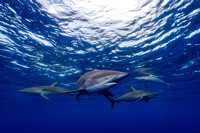 silky shark   Carcharhinus falciformis