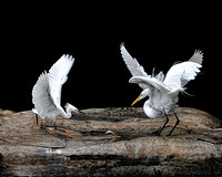 Heron and Egrets Florida