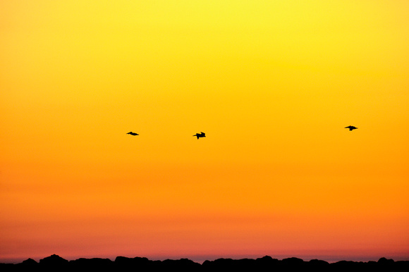 Pelicans at Sunset Clearwater Beach