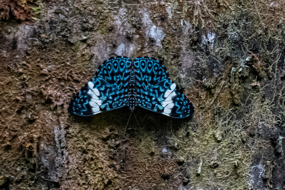 Butterfly Amazon Rainforest