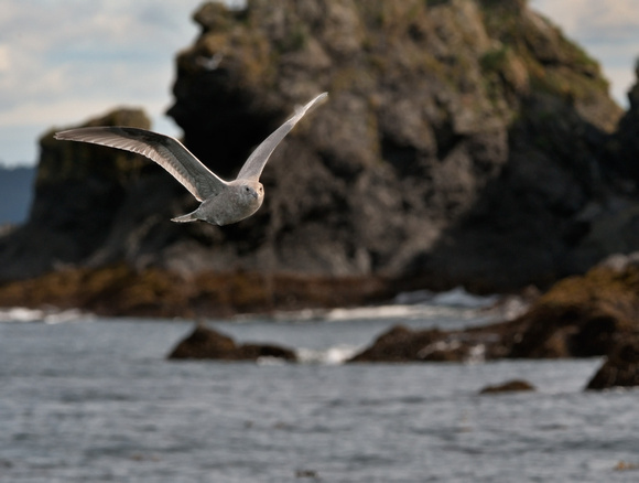 Seagull Afognak Island Alaska