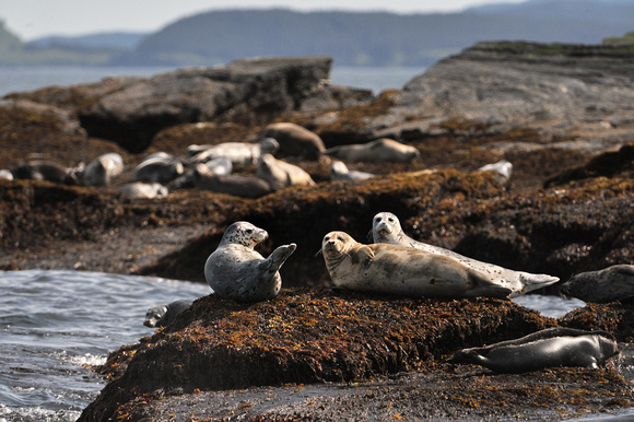 Harbor Seals Afognak Island Alaska