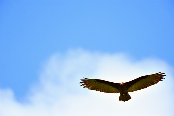 Turkey Vulture in Flight Peruvian Amazon