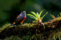 toucan barbets are the small birds in the genus Semnornis