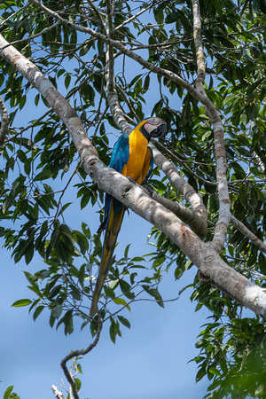 Blue and Gold Macaw Amazon Rainforest