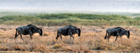 Wildebeest Kenya Amfroseli