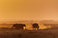 Elephants Ambroseli Kenya