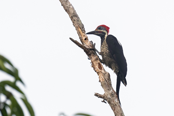 helmeted woodpecker (Celeus galeatus) is a species of bird in th