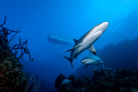 Caribbean Reef Shark: Carcharhinus perezi