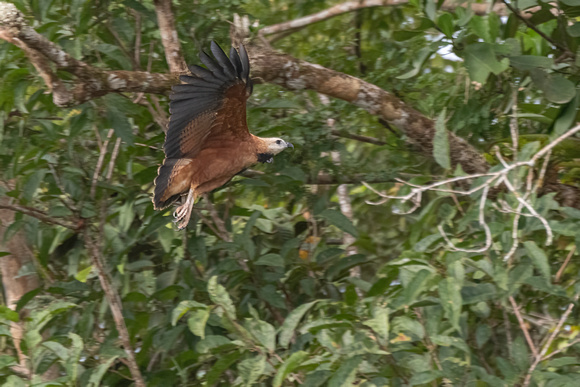 Blackcollared hawk. Tamshiyacu-Tahuayo Reserve, Peru.