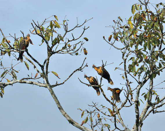 Houtzan Birds Peruvian Amazon