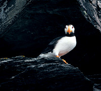 Puffin Afognak Island Alaska