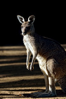 Kangaroo