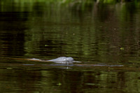 Amazon river dolphin, also known as the pink river dolphin or bo