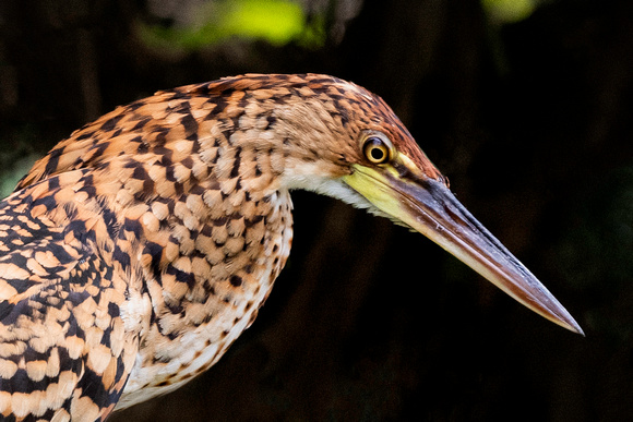 rufescent tiger heron (Tigrisoma lineatum) is a species of heron