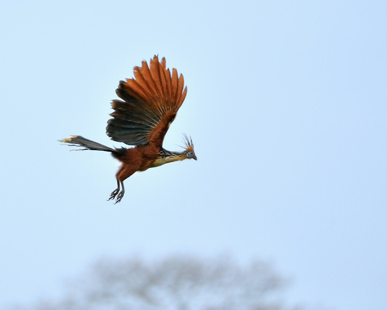 Hoatzan Bird Flying Peruvian Amazon