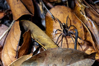 Spider Amazon Rainforest