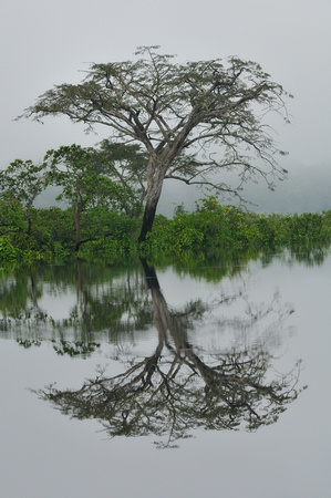 Early Morning Mist - Amazon Rainforest Rainy Season