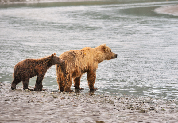 Alaskan Brown Bear and Cub Salmon Fishing