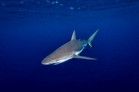 silky shark   Carcharhinus falciformis