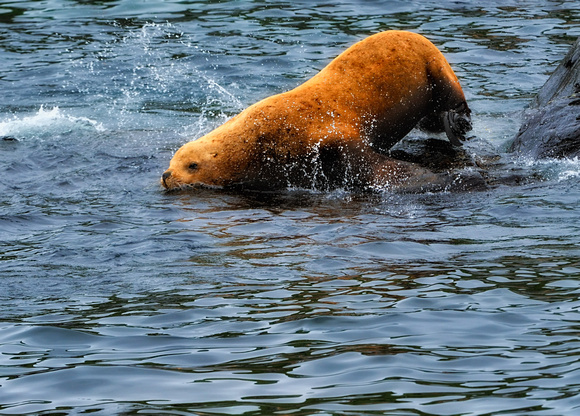Sea Lion Entering Water Afognak Island Alaska