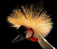 Crown Crane Backlit