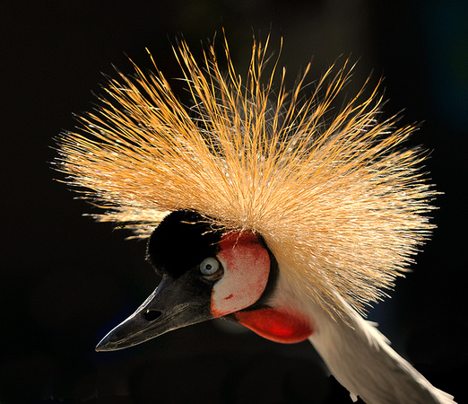 Crown Crane Backlit