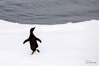 Penguins