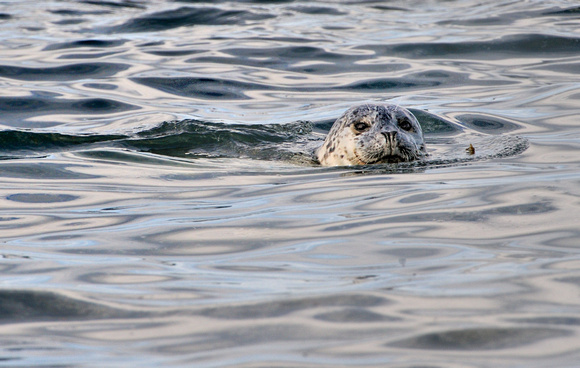 Harbor Seal Afognak Island Alaska