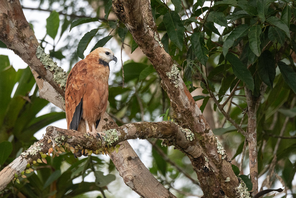 Blackcollared hawk. Tamshiyacu-Tahuayo Reserve, Peru.