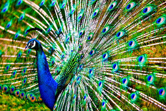 Peacock Display Smith's Luaua